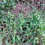 11. Fleurs Commelina diffusa Petite herbe de l'eau Commelinaceae Adventice et envahissante 9793.jpeg