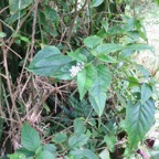 13. Fleurs Rivina humilis - Groseille - Phytolaccaceae - exotique IMG_4296.JPG.jpeg