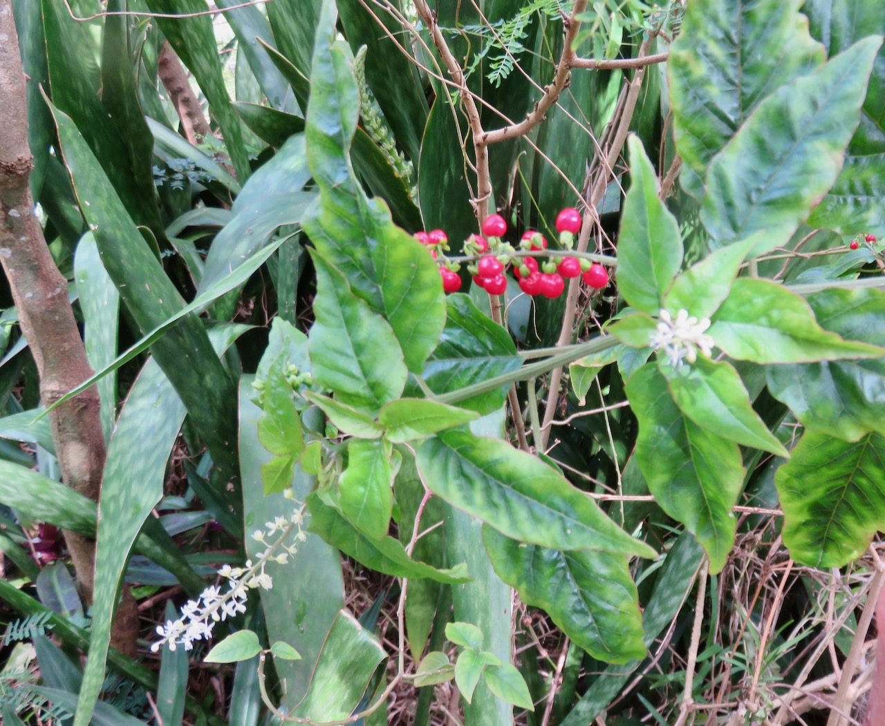14. Fleurs fruits Rivina humilis - Groseille - Phytolaccaceae - exotique IMG_4297.JPG.jpeg