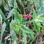14. Fleurs fruits Rivina humilis - Groseille - Phytolaccaceae - exotique IMG_4297.JPG.jpeg