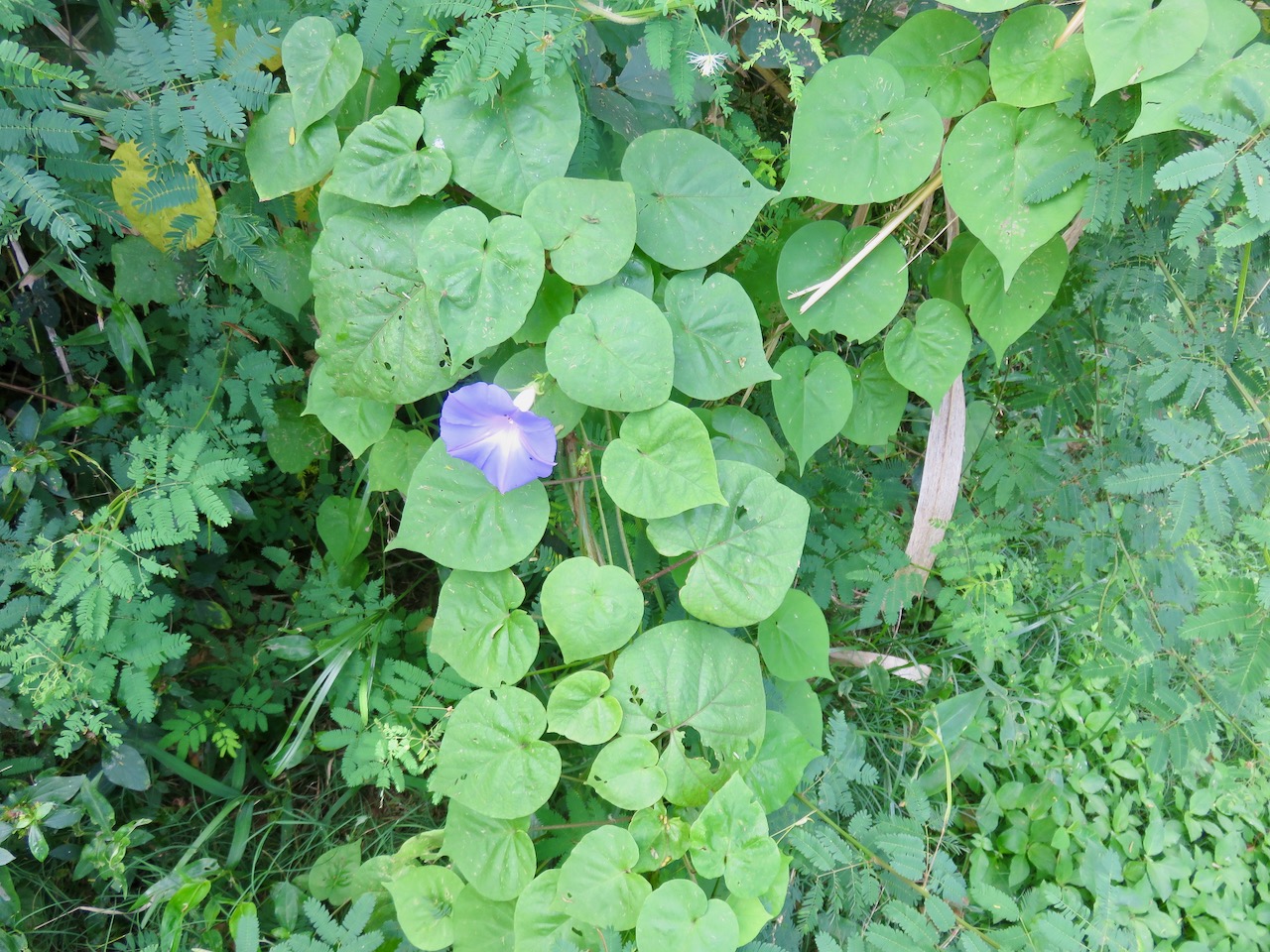 15. Ipomoea  purpurea.jpeg