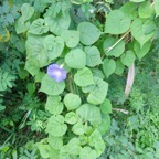 15. Ipomoea  purpurea.jpeg