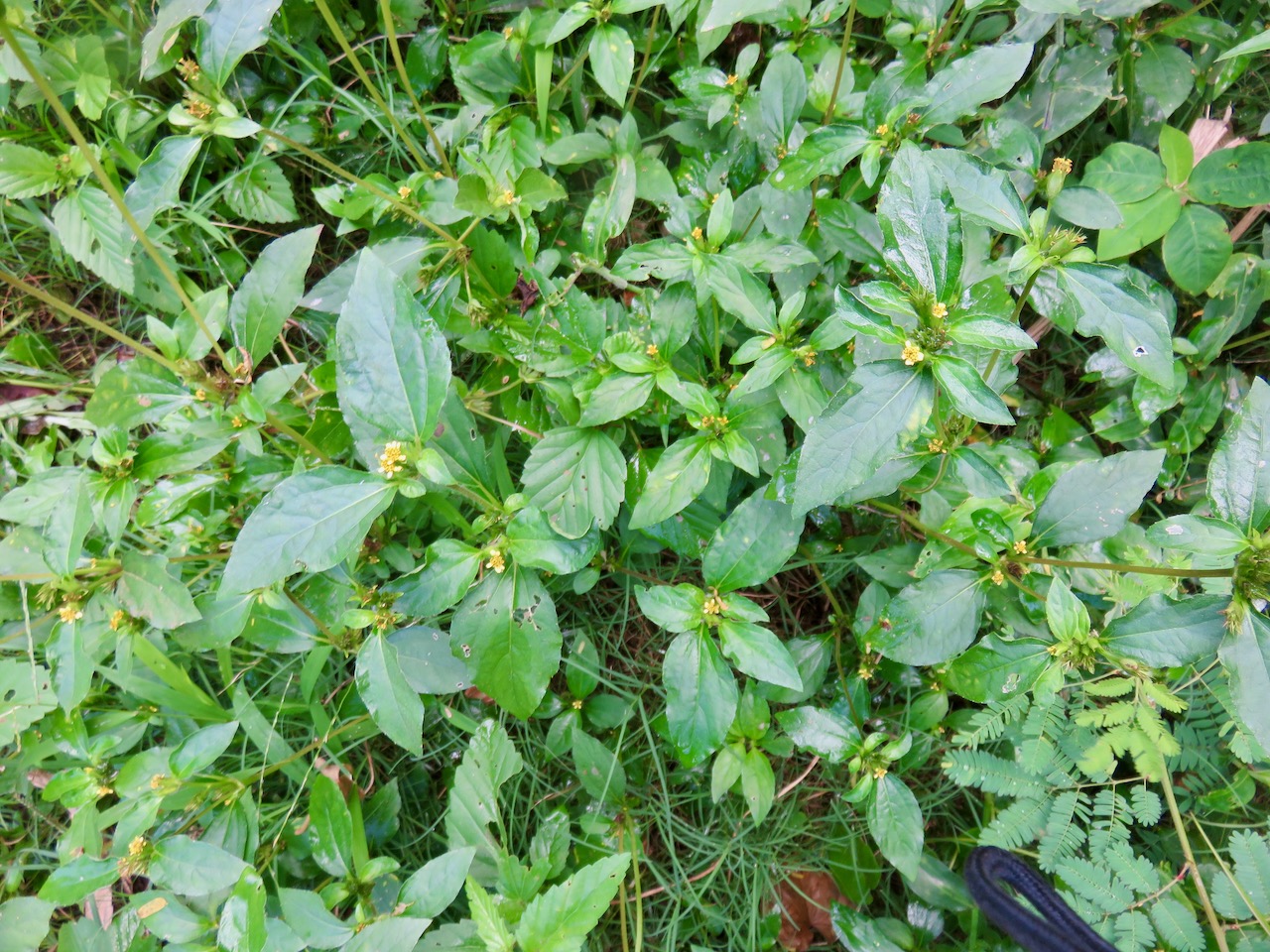 16. piquant blanc ou petit piquant: Galinsoga parviflora espèce exotique originaire d'Amérique du Sud.jpeg