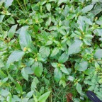 16. piquant blanc ou petit piquant: Galinsoga parviflora espèce exotique originaire d'Amérique du Sud.jpeg