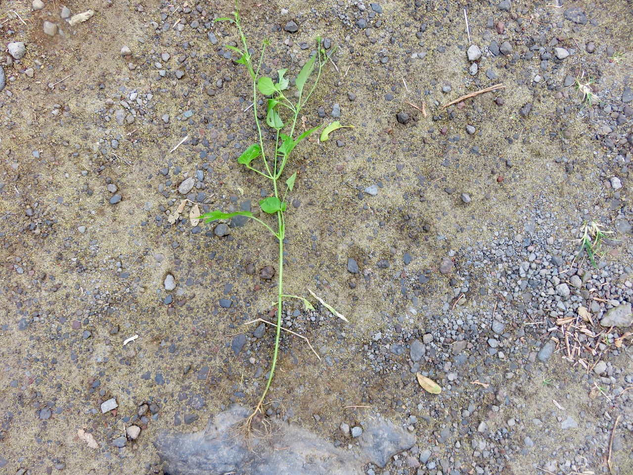17. ??? Herbe le coq IMG_4300.JPG.jpeg