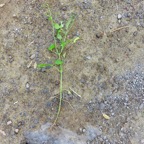17. ??? Herbe le coq IMG_4300.JPG.jpeg