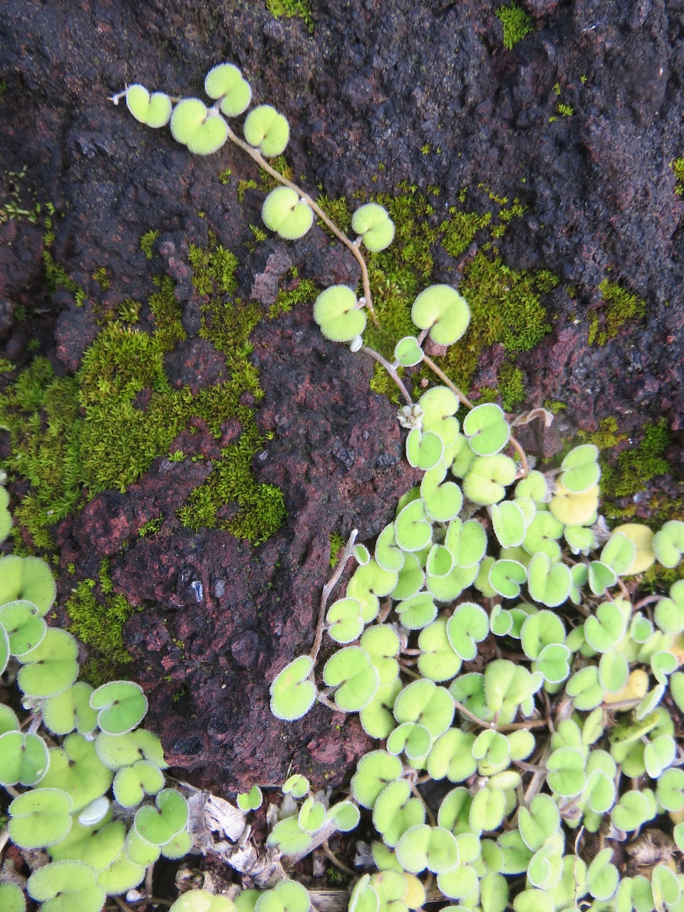 18. Dichondra repens Convolvulaceae IMG_4302.JPG.jpeg