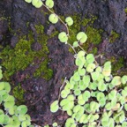 18. Dichondra repens Convolvulaceae IMG_4302.JPG.jpeg