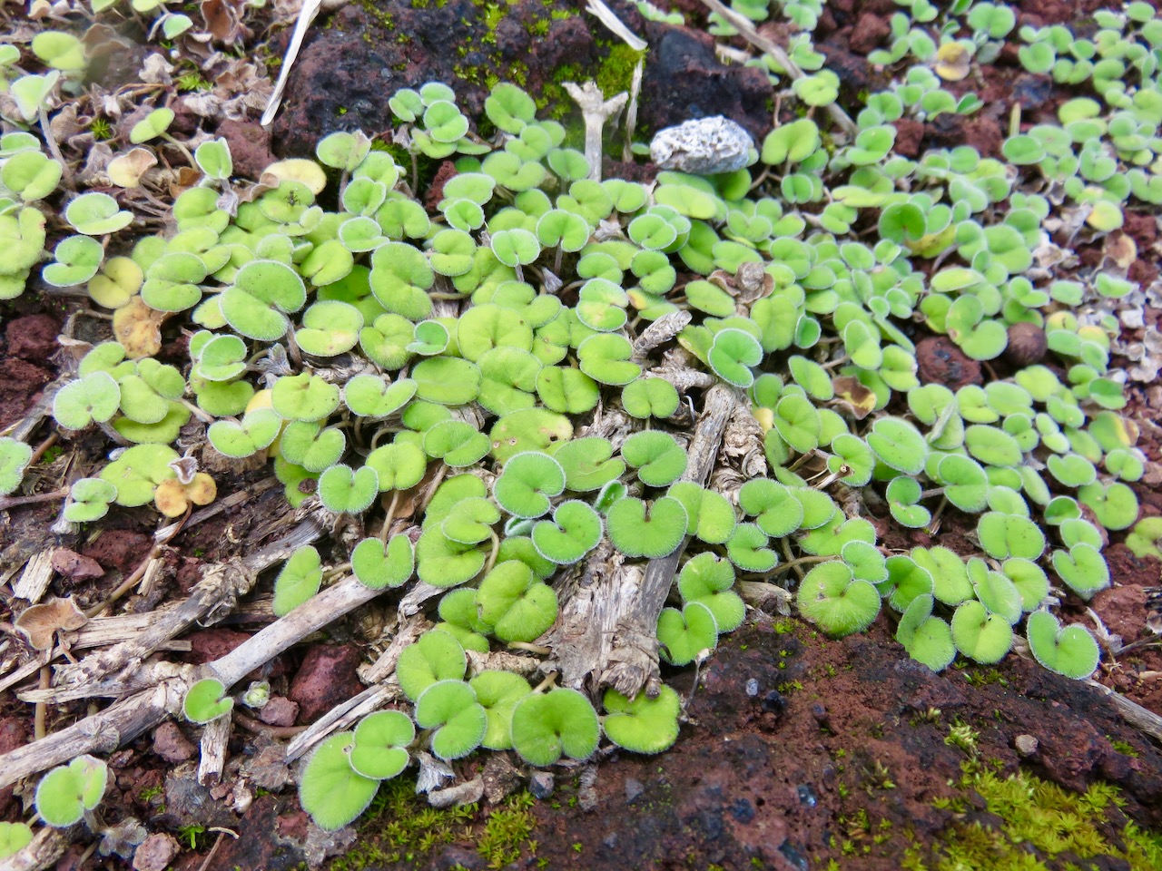 19. Dichondra repens Convolvulaceae  IMG_4303.JPG.jpeg