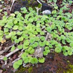 19. Dichondra repens Convolvulaceae  IMG_4303.JPG.jpeg