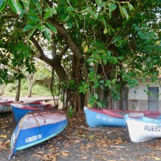 barques de pêcheurs à la Marine Langevin.jpeg