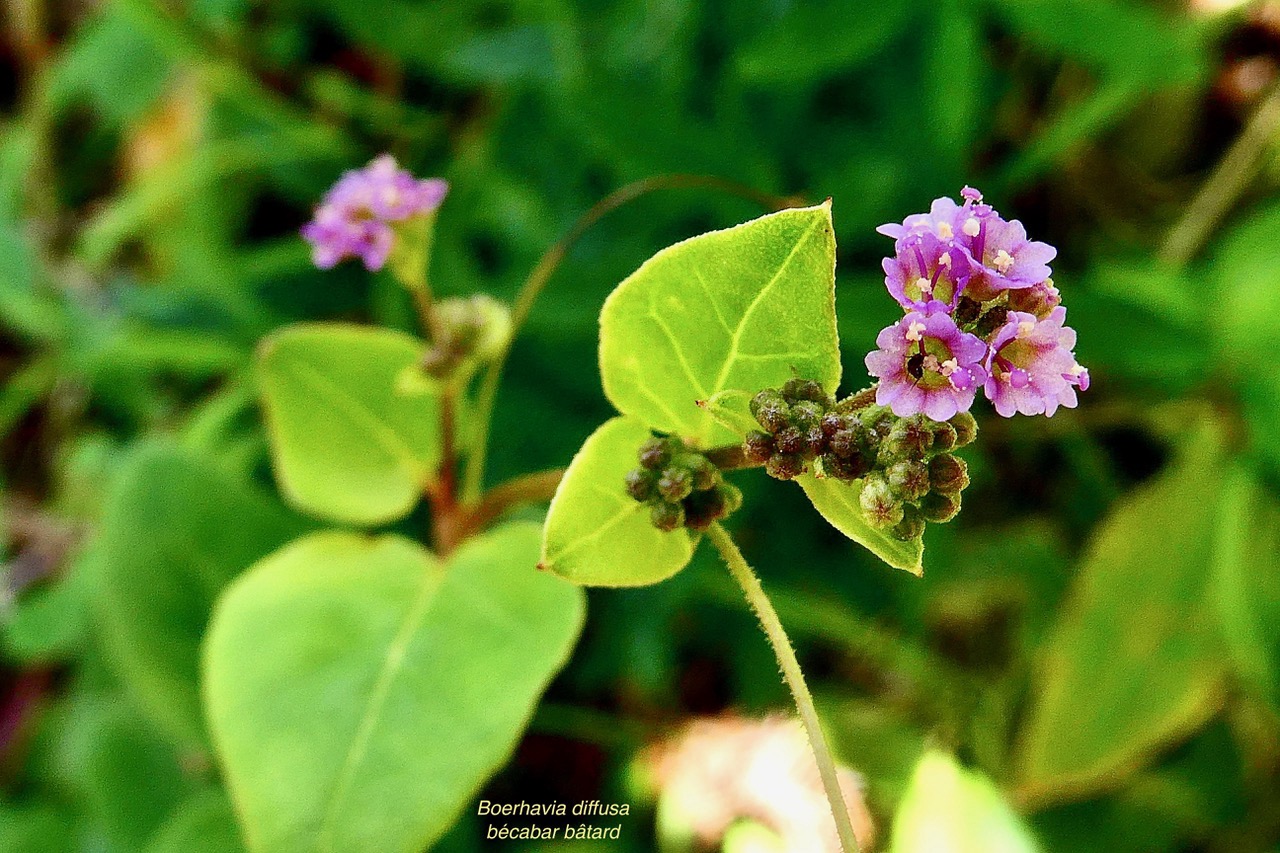 Boerhavia diffusa.bécabar bâtard.nyctaginaceae.assimilé indigène.espèce envahissante..jpeg