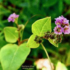 Boerhavia diffusa.bécabar bâtard.nyctaginaceae.assimilé indigène.espèce envahissante..jpeg