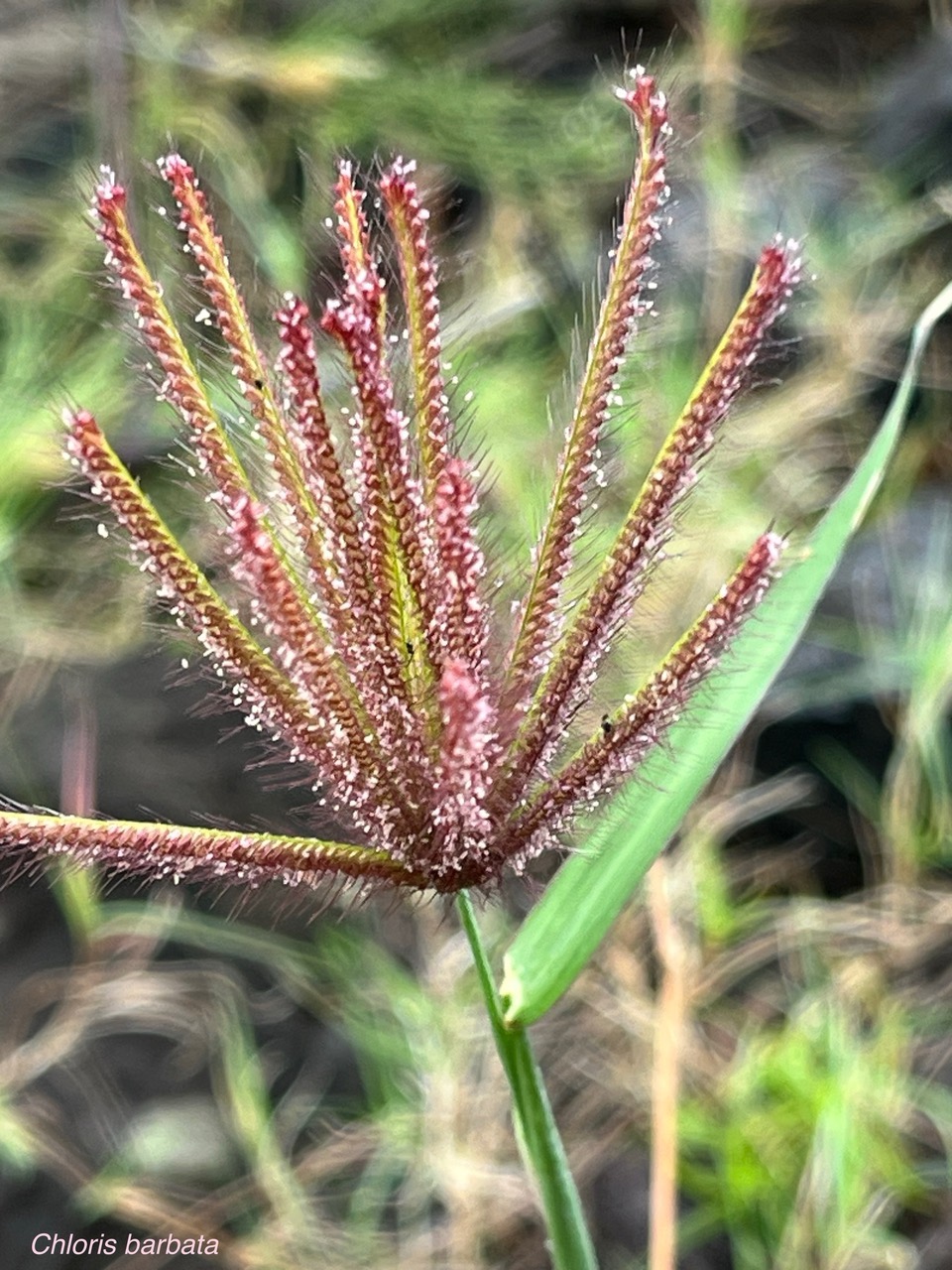 Chloris barbata.poaceae.amphinaturalisé..jpeg