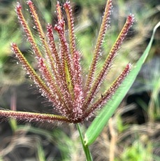 Chloris barbata.poaceae.amphinaturalisé..jpeg