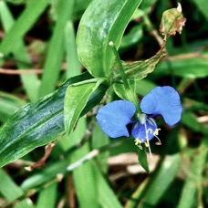 Commelina diffusa Burm.f.petite herbe de l’eau.commelinaceae.indigène Réunion ?.jpeg