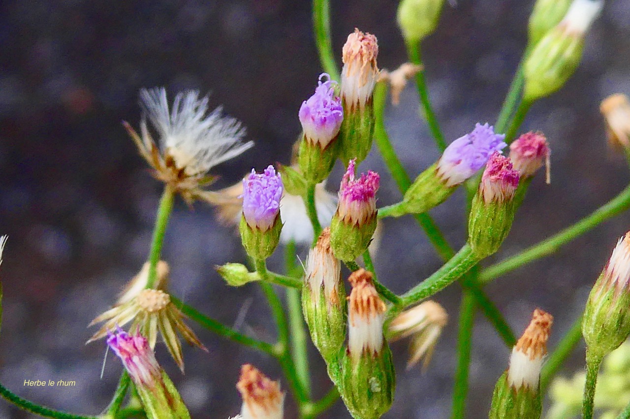 Cyanthillium cinereum.herbe le rhum.herbe goni.asteraceae.espèce envahissante..jpeg