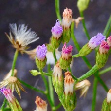 Cyanthillium cinereum.herbe le rhum.herbe goni.asteraceae.espèce envahissante..jpeg