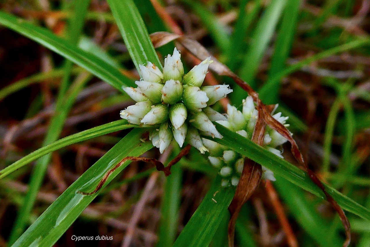 Cyperus dubius.souchet douteux.cyperaceae. (1).jpeg
