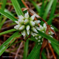 Cyperus dubius.souchet douteux.cyperaceae. (1).jpeg