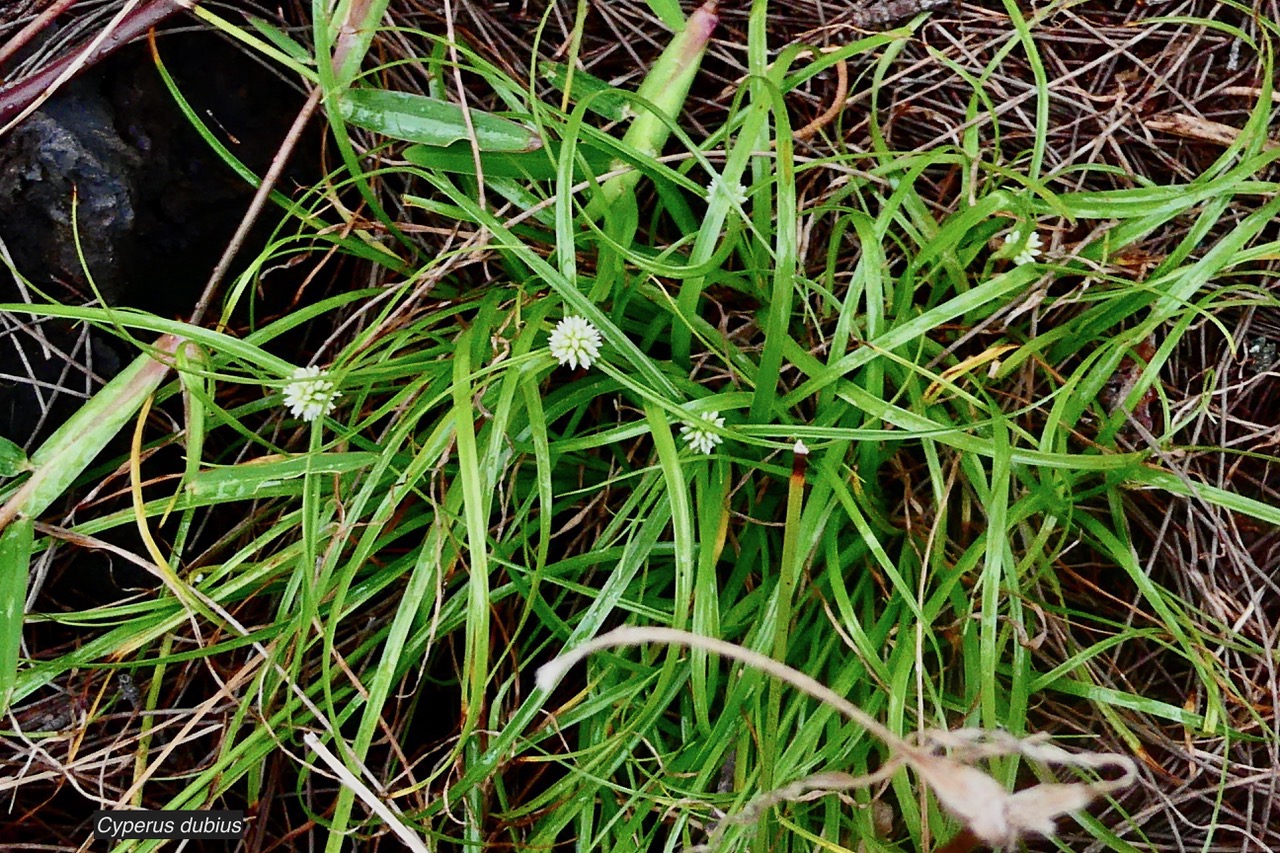 Cyperus dubius.souchet douteux.cyperaceae..jpeg