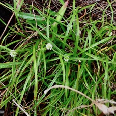 Cyperus dubius.souchet douteux.cyperaceae..jpeg