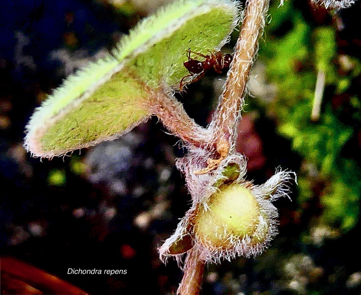 Dichondra repens.(  fruit )  convolvulaceae.indigène?.jpeg