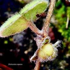 Dichondra repens.(  fruit )  convolvulaceae.indigène?.jpeg