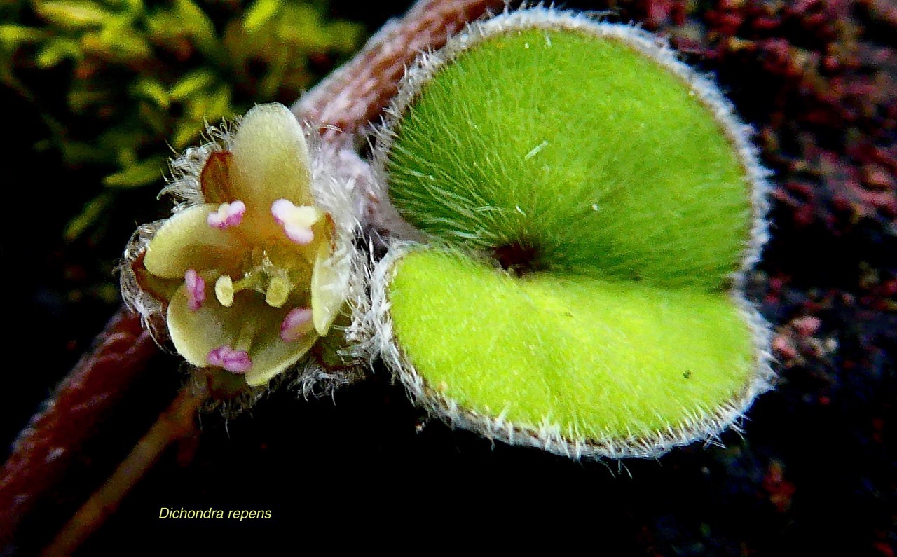Dichondra repens.convolvulaceae.indigène? (1).jpeg
