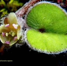 Dichondra repens.convolvulaceae.indigène? (1).jpeg