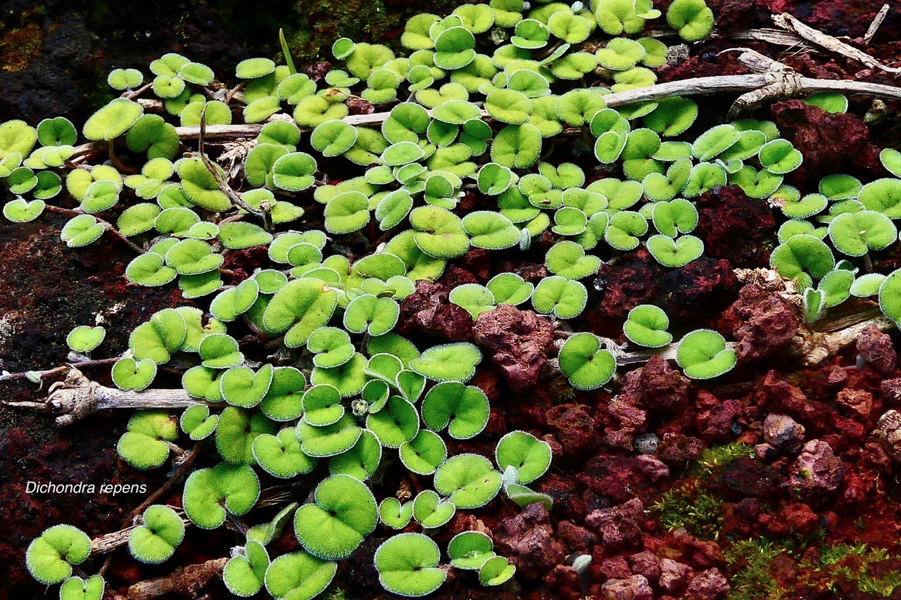 Dichondra repens.convolvulaceae.indigène?.jpeg