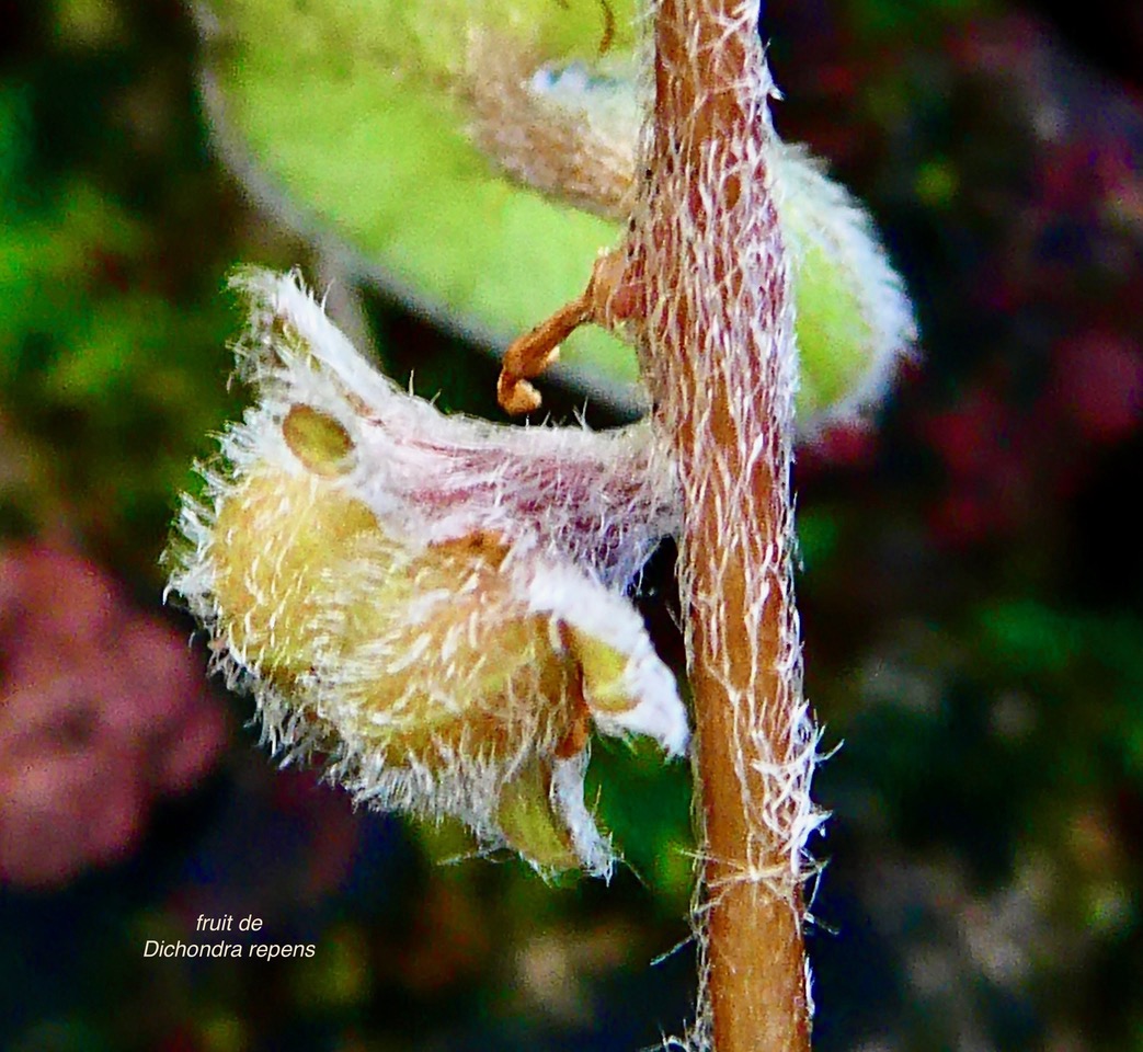 Dichondra repens.fruit . convolvulaceae.indigène?.jpeg