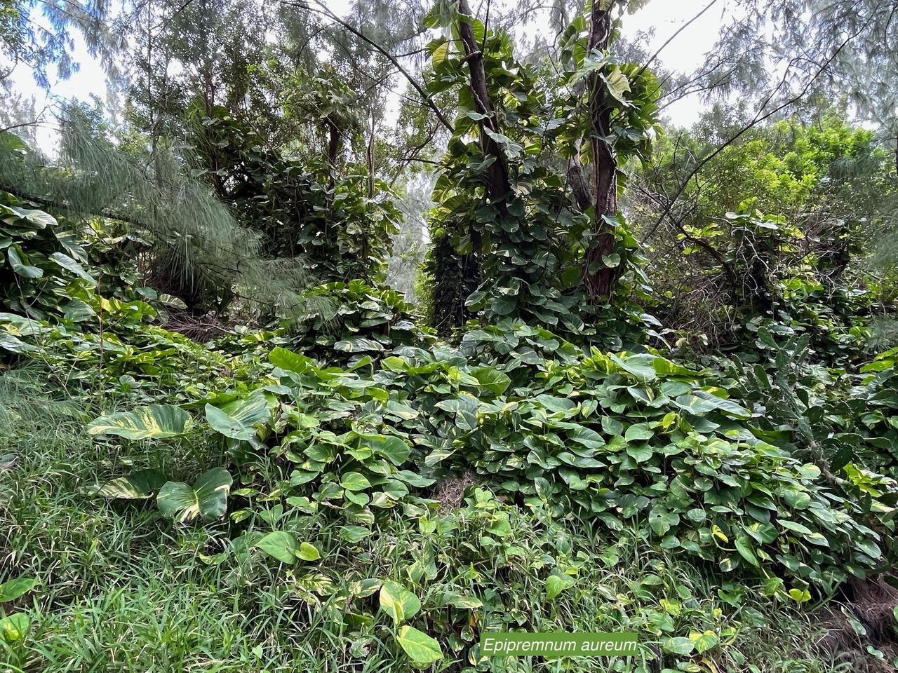Epipremnum aureum.araceae.espèce cultivée et envahissante..jpeg
