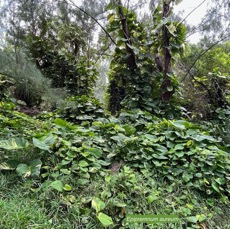 Epipremnum aureum.araceae.espèce cultivée et envahissante..jpeg