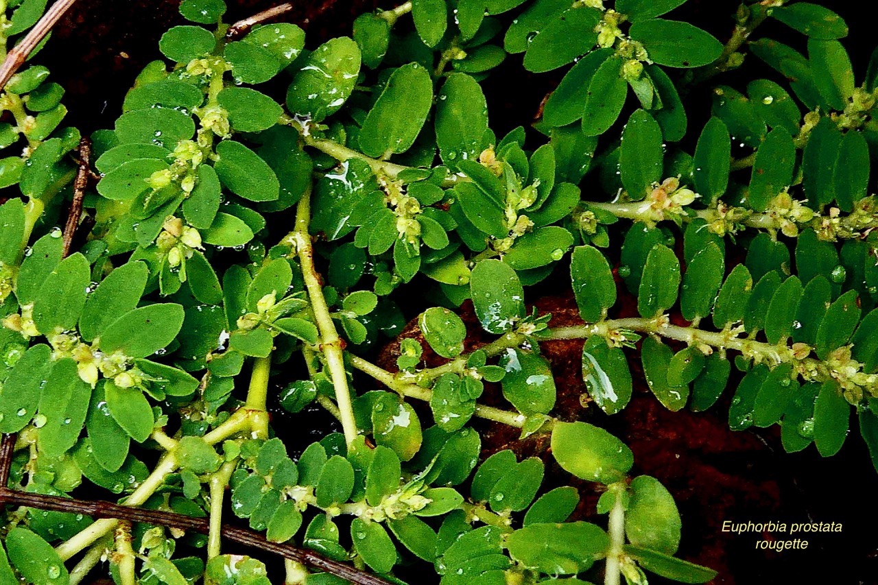 Euphorbia prostata.rougette.euphorbe prostrée.euphorbiaceae.espèce envahissante..jpeg
