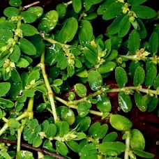 Euphorbia prostata.rougette.euphorbe prostrée.euphorbiaceae.espèce envahissante..jpeg