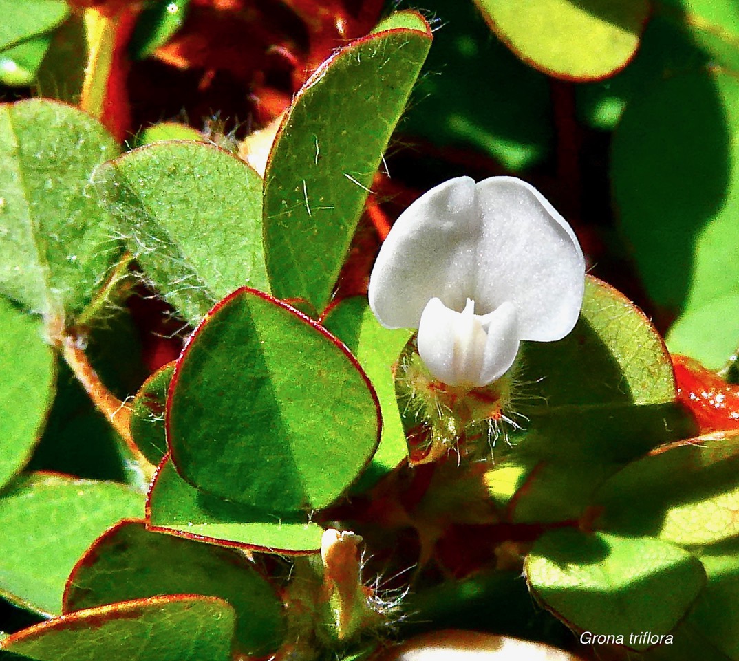 Grona triflora.( Desmodium triflorum ) trèfle noir.fabaceae.amphinaturalisé.potentiellement envahissant. (1).jpeg