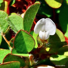 Grona triflora.( Desmodium triflorum ) trèfle noir.fabaceae.amphinaturalisé.potentiellement envahissant. (1).jpeg