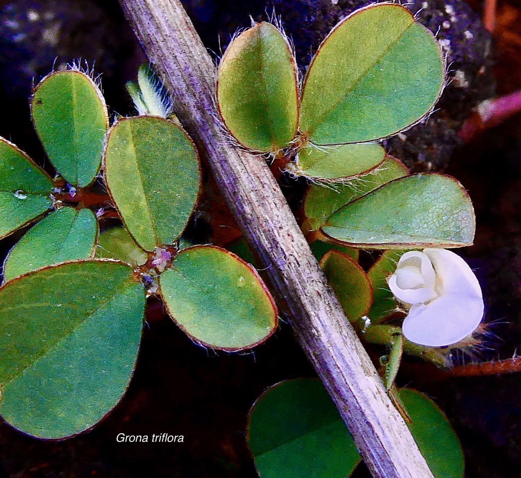Grona triflora.( Desmodium triflorum ) trèfle noir.fabaceae.amphinaturalisé.potentiellement envahissant. (2).jpeg
