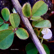 Grona triflora.( Desmodium triflorum ) trèfle noir.fabaceae.amphinaturalisé.potentiellement envahissant. (2).jpeg