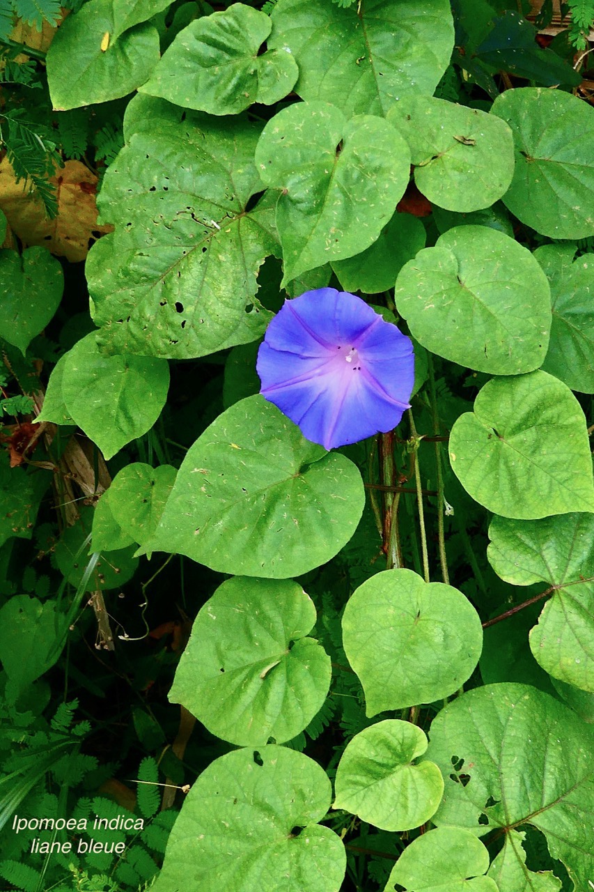 Ipomoea indica.liane bleue.convolvulaceae.amphinaturalisé.espèce envahissante. (1).jpeg