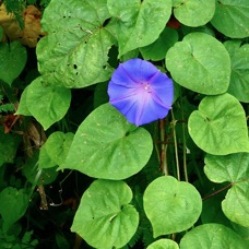 Ipomoea indica.liane bleue.convolvulaceae.amphinaturalisé.espèce envahissante. (1).jpeg