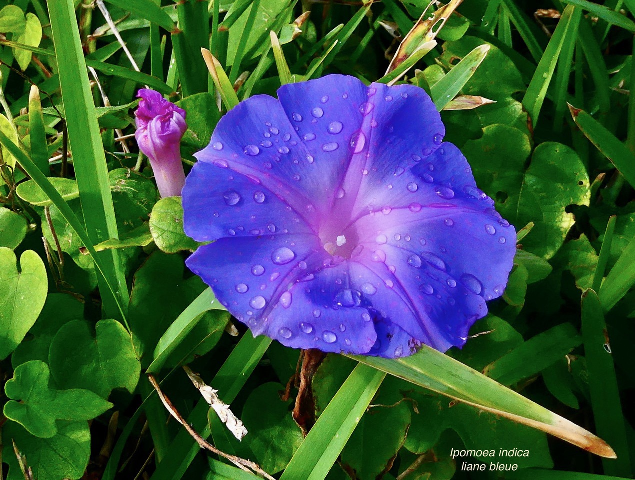 Ipomoea indica.liane bleue.convolvulaceae.amphinaturalisé.espèce envahissante..jpeg