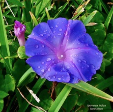 Ipomoea indica.liane bleue.convolvulaceae.amphinaturalisé.espèce envahissante..jpeg