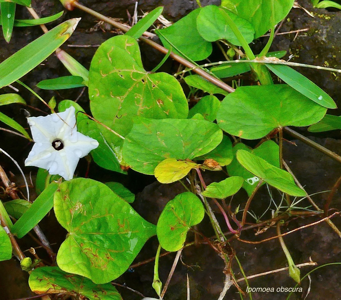 Ipomoea obscura.ipomée obscure.convolvulaceae.amphinaturalisé.espèce envahissante..jpeg