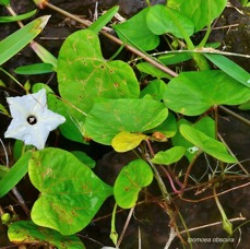 Ipomoea obscura.ipomée obscure.convolvulaceae.amphinaturalisé.espèce envahissante..jpeg