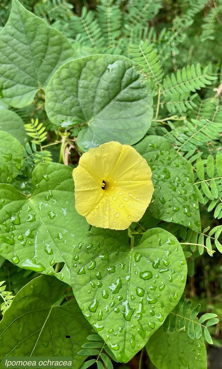 Ipomoea ochracea.convolvulaceae.stenonaturalisé.potentirllement envahissant. (1).jpeg