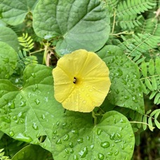Ipomoea ochracea.convolvulaceae.stenonaturalisé.potentirllement envahissant. (1).jpeg