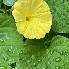 Ipomoea ochracea.convolvulaceae.stenonaturalisé.potentirllement envahissant..jpeg