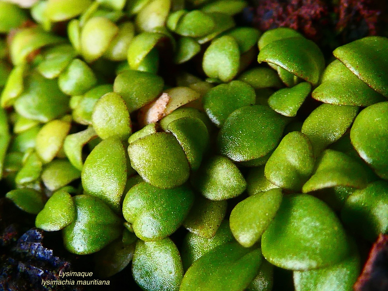 Lysimachia mauritiana. lysimaque de Maurice.primulaceae.indigène Réunion. (1).jpeg